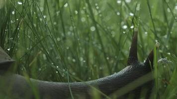 Nahansicht von Traube Schnecke im Gras. kreativ. groß Schnecke im Gras mit Tau nach Regen. schön Traube Schnecke im Grün Gras. Makrokosmos im Sommer- Wiese video