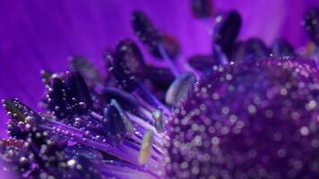 macro Visão do uma lilás lindo florescendo flor. estoque imagens de vídeo. extremo fechar acima do suave roxa pétalas e uma flor amigo video