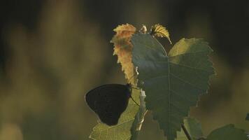 Bäume Nahansicht im das Regen im Makro Fotografie. kreativ. ein Nahansicht Schuss von Grün Blätter von ein Baum auf welche ein klein Schmetterling mit dunkel Flügel ist Sitzung im das Regen und ohne Regen. video