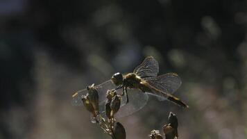 Nahansicht von Libelle auf Pflanze. kreativ. Libelle sitzt auf geschlossen Knospen von Pflanze auf heiß Tag. Makrokosmos von Sommer- Wiese video