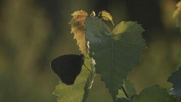 vlinder zit Aan groen fabriek in zomer. creatief. bruin vlinder zit Aan groen bladeren van fabriek. macrokosmos van zomer weide video