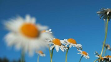 el campo de margaritas, verano floral antecedentes. creativo. hermosa blanco y amarillo flores en un brillante azul cielo antecedentes. video