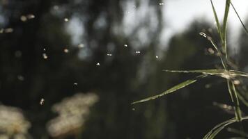 Mücken fliegen im das Abend Grün Feld im Sonnenlicht. kreativ. viele klein Insekten sind versammelt im einer Platz im Vorderseite von Grün Bäume sind aus von Fokus. video