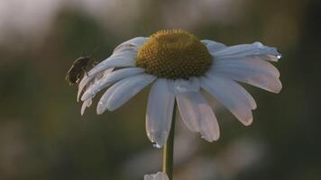 närbild av insekt på daisy. kreativ. insekt är Sammanträde på kronblad av daisy. grå insekt på skön kamomill. makrokosmos av sommar äng video