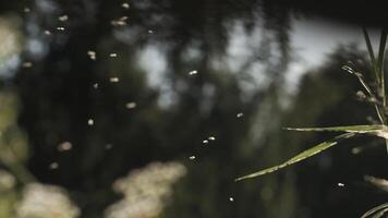 Close-up of flying midges in grass on summer day. Creative. Midges flying over grass on sunny hot day. Midges fly beautifully on background of sunlight. Macrocosm of summer meadow video