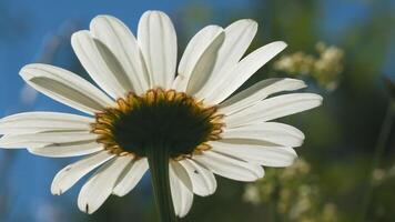 A beautiful daisy under the sun. Creative. A bright white flower under the sun on which a little rain drips . video