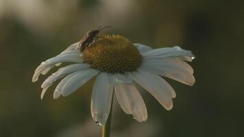 une magnifique fleur dans macro la photographie. créatif. une blanc Marguerite fermer sur lequel un insecte est assis et rampe sur il et sur lequel petit gouttes de pluie. video