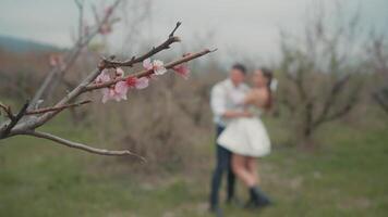 Beautiful couple embraces in spring garden. Action. Couple of newlyweds enjoy first leaves and flowers in garden in spring. Couple embraces in blooming garden in early spring video