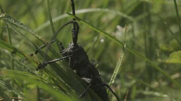 groß Heuschrecke im Gras. kreativ. groß schwarz Käfer im Gras während Regen. Käfer oder Heuschrecke sitzt im Gras im Regen. Makrokosmos von Sommer- Wiese video