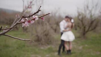 Foto skjuta på de bakgrund av ett orkidé.action. de brud och brudgum i en kort vit klänning och en slöja vem kyss och stroke varje Övrig Nästa till en träd med rosa blommor arkidé video