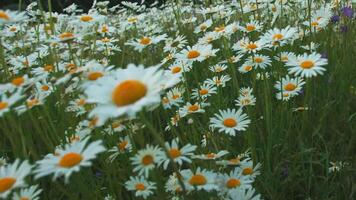 Close up of daisy flowers in a meadow, botanical or summer concept. Creative. Field of flowers in the green meadow. video