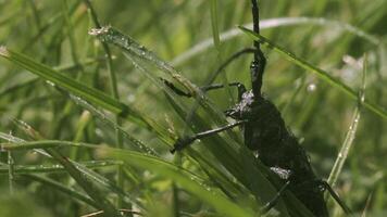 besnorde sprinkhanen in de gras. creatief. een groot insect van een groen schaduw zit in de groen gras vastklampen naar het met haar poten. video