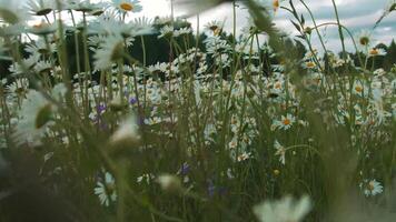 skön sommar daisy på bakgrund av himmel. kreativ. ljus äng daisy på bakgrund av himmel. blommor av sommar äng video