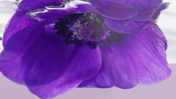 Macro photography flowers. Stock footage. Transparent water in which beautiful purple flowers are dipped and twisted around themselves. video