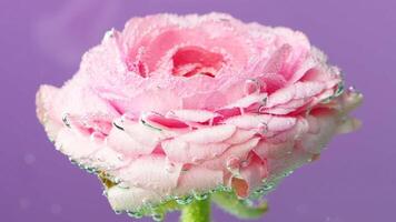 Violet background. Stock footage. A beautiful delicate rose on a bright background on which small drops of water are slightly swaying . video