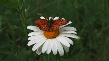 Schmetterling sammelt Nektar von ein Blume, schließen hoch. kreativ. schön Schmetterling auf ein Blume Gelb Knospe und Weiß Blütenblätter auf Grün Sommer- Feld Hintergrund. video