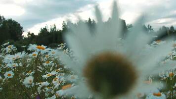 Chamomile fields. Creative.Huge piles of large daisies on a green stalk behind which green fir trees and blue sky overhead. video