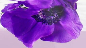 cerca arriba lado ver de muy bajo un Violeta flor brote submarino. valores imágenes. suave lila pétalos en transparente agua. video