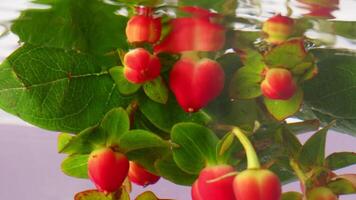 hermosa Fresco hypericum bayas siendo hundido en transparente agua. valores imágenes. rojo bayas y verde hojas en claro agua, cerca arriba. video