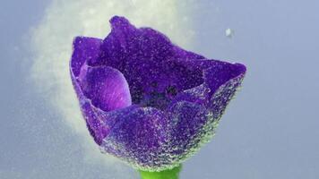 avvicinamento di bellissimo fiore nel acqua con inchiostro. azione filmato. spruzzo di inchiostro con luminosa fiore nel acqua. inchiostro delicatamente avvolge germoglio sotto acqua video