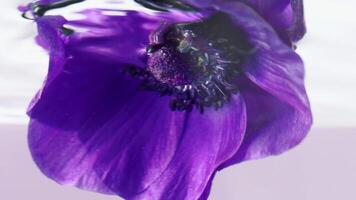 Macro photography flowers. Stock footage. Transparent water in which beautiful purple flowers are dipped and twisted around themselves. video