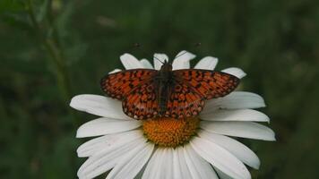 een vlinder zittend Aan een bloem. creatief. helder vlinders in natuur zittend Aan bloemen in de gras in de zomer. video