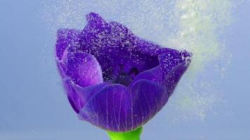 une magnifique violet fleur. Stock images. une fleur en dessous de l'eau sur lequel l'eau est pulvérisé et il ouvre et ses pistil est visible. video