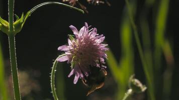 Bumblebee drinks nectar from young clover flowers. Creative. Close up of insect in the summer field on blurred background. video