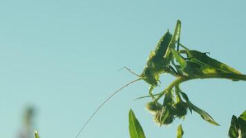 Large green grasshopper against blue sky background, close up footage. Creative. Green insect on a green summer plant. video