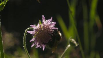 humla drycker nektar från ung klöver blommor. kreativ. stänga upp av insekt i de sommar fält på suddig bakgrund. video