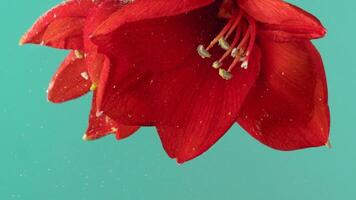 Close up of red lily flower with bright sof petals plunged underwater. Stock footage. Beautiful blooming flower turned upside down isolated on turquoise background. video