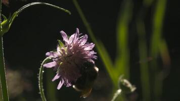 insetos dentro macro fotografia. criativo. uma ampla abelha sentado em uma roxa flor dentro uma grandes verde grama. video
