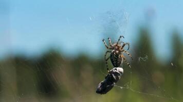 Close-up of spider with prey in nature. Creative. Wild spider on web on blurry background of nature. Spider with prey on web on sunny summer day in meadow video