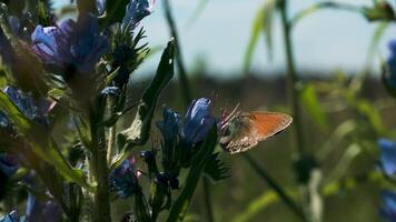 schließen oben von klein Schmetterling Sitzung auf ein Blume Knospe. kreativ. Sommer- Landschaft mit das Grün und Blühen Wiese und ein klein Insekt Sitzung auf ein Blume. video