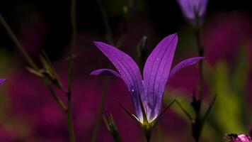 avvicinamento di bellissimo campanula fiori. creativo. delicato campanula fiori su estate prato. soleggiato giorno nel estate prato con bellissimo campanula fiori video