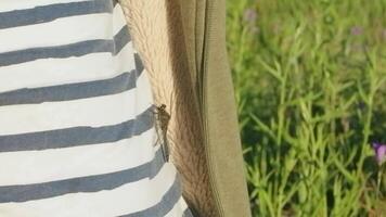 cerca arriba de libélula en el t camisa en el campo en el parque. creativo. un joven niño y un insecto en verano natural antecedentes entre largo césped. video