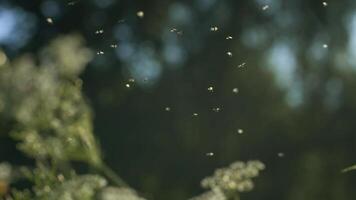 Sommer- Mücken im das Grün Wiese fliegend gegen verschwommen Hintergrund von Bäume und Himmel. kreativ. Insekten fliegend über Pflanzen unter das Sonne. video