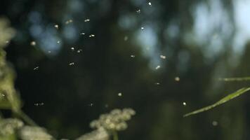 petit moucherons . créatif. une lot de mouches sont encerclant autour le fleurs et le Soleil est brillant vivement sur eux. video