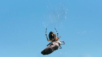 cose omhoog van jacht- spin proberen vastleggen een klein insect in haar web. creatief. details van wild natuur, een spin Aan blauw lucht achtergrond. video