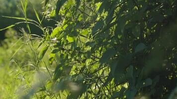 Swarm of midges flying over grass on sunny day. Creative. Lot of midges are flying in meadow on background of sun's rays. Macrocosm of summer meadow. Insects video