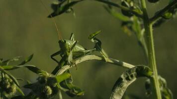 une grand insecte sur le herbe. créatif. une énorme criquet séance sur une mince vert branche dans de face de une brillant jour bleu ciel. video