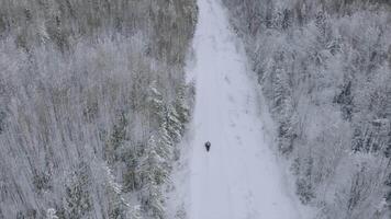 Aerial view of winter landscape with the snow covered field and trees in countryside region. Clip. White road with a driving snowmobile. video