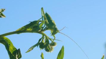 een groot insect Aan de gras. creatief. een reusachtig sprinkhaan zittend Aan een dun groen Afdeling in voorkant van een helder dag blauw lucht. video