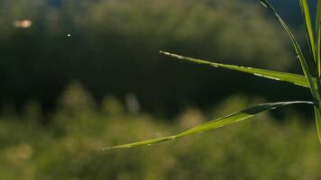 Close-up of grass with midges on sunny day. Creative. Midges flying at grass in meadow. Midges fly in sun in grass. Macrocosm of summer meadow video