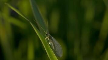 ein klein Motte mit transparent Flügel. kreativ.a klein Grün Schmetterling Sitzung auf ein dick Grün Gras und ziehen um auf Es. video