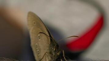 dichtbij omhoog van een insect zittend Aan de mannetje arm. creatief. klein vlinder Aan een menselijk arm Aan wazig achtergrond. video