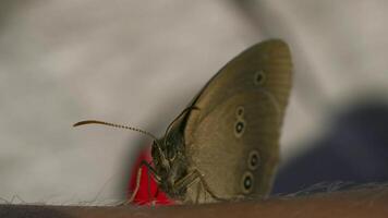 Nahansicht von Schmetterling Sitzung auf des Mannes Hand. kreativ. Schmetterling sitzt auf Hand auf sonnig Tag. Interaktion von Makrokosmos von Sommer- Wiese und Mann video