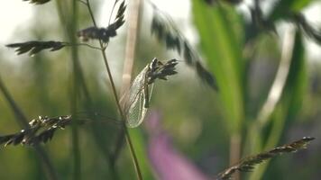 avvicinamento di insetto su erba su soleggiato giorno. creativo. insetto con lungo trasparente Ali e barba nel erba. moscerino con lungo Ali si siede su erba su soleggiato giorno. macrocosmo di estate prato video