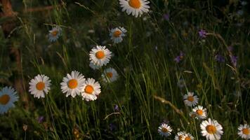 cerca arriba de margarita flores en un prado, botánico o verano concepto. creativo. campo de flores en el verde prado. video