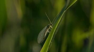 proche en haut de neuroptère insecte sur le herbe dans vert champ. créatif. été flou arrière-plan, vert champ en dessous de le Soleil. video